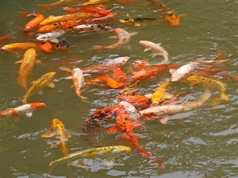 養錦鯉風水|錦鯉旺風水！黃金招財、丹頂助事業 飼養數量位置有。